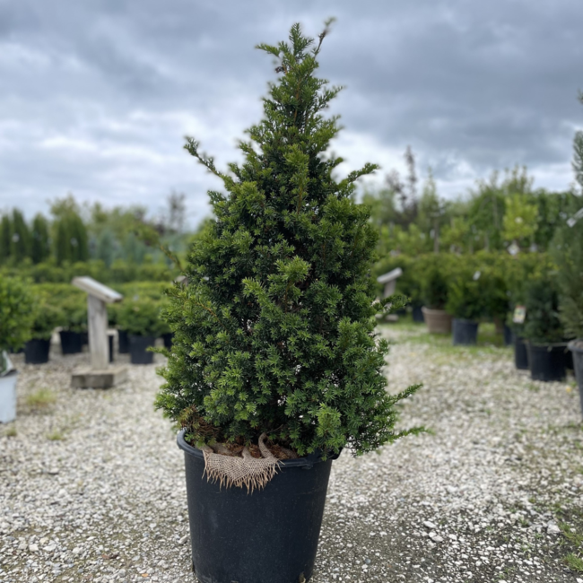 Clipped Pyramidal Japanese Yew 80cm