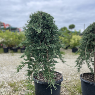 Blue Rug Juniper