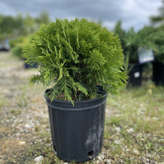 Cedar - Danica 2 Gal
