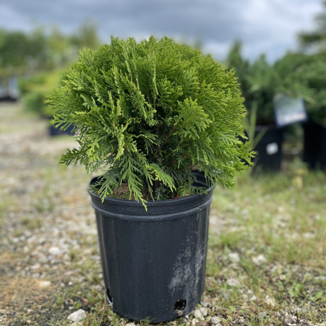 Cedar - Danica 2 Gal