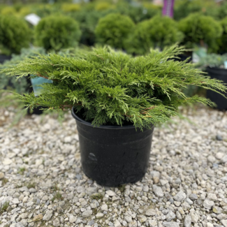 Calgary Carpet Juniper 3 Gal