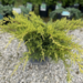 Juniper - Gold Star 3 Gal