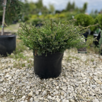 Compact Andorra Juniper 3 Gal