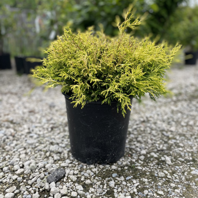 Threadleaf Cypress - Lemon Thread 3 Gal
