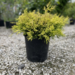 Threadleaf Cypress - Lemon Thread 3 Gal