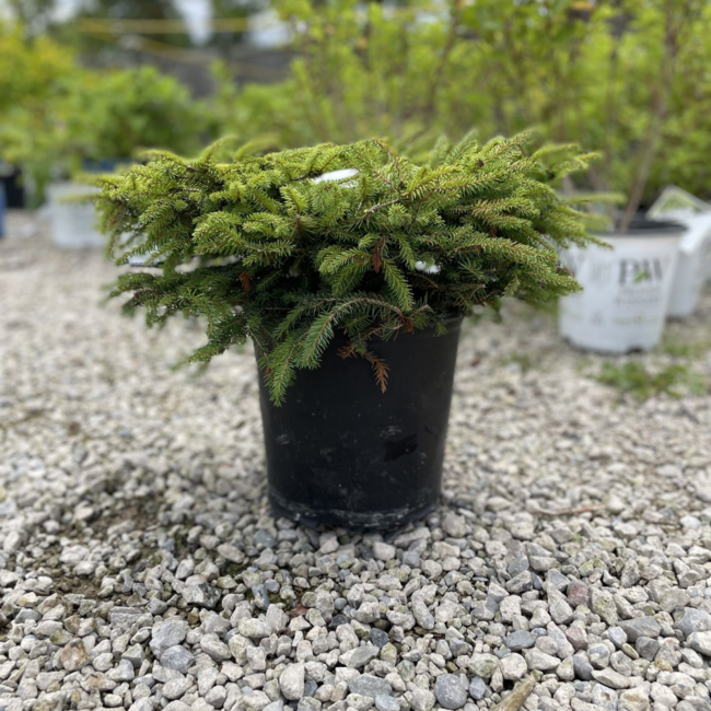 Dwarf Nest Spruce 3 Gal
