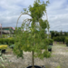 Weeping Caragana Peashrub 120cm Std. 7 Gal