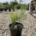 Asparagus 5/pot 1 Gal