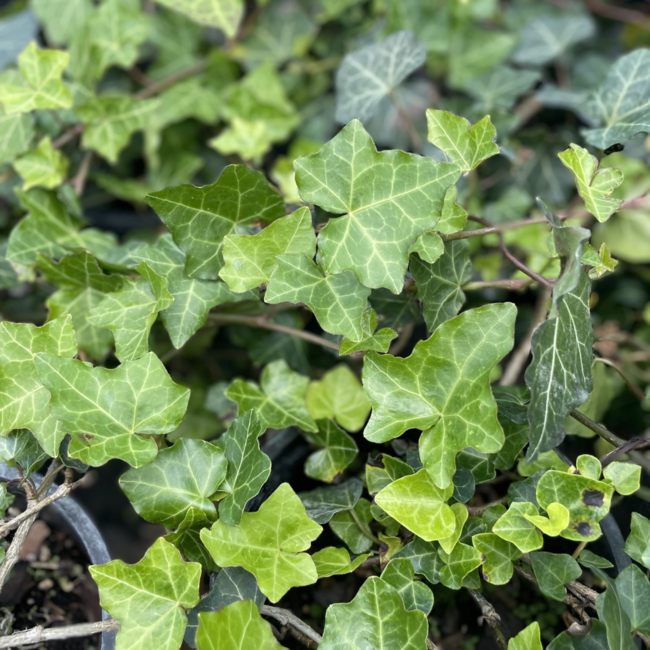 English Ivy - Thorndale 1 Gal