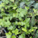 English Ivy - Thorndale 1 Gal
