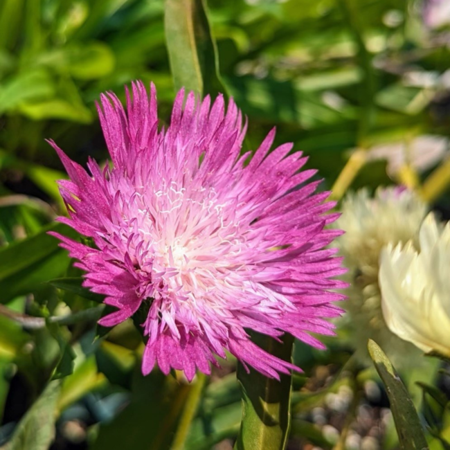 Stokesia - Colour Wheel 1 Gal