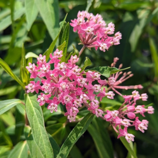 Asclepias Milkweed - Cinderella 1 Gal