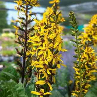 Ligularia - The Rocket 1 Gal