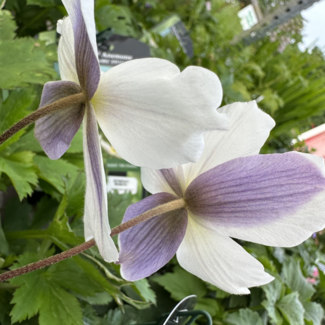 Anemone - Wild Swan 1 Gal