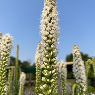 Liatris - Floristan White 1 Gal