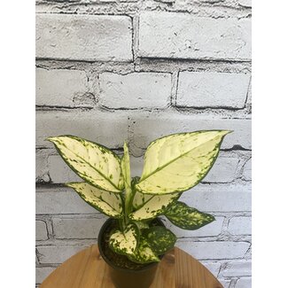 4" Aglaonema Maria