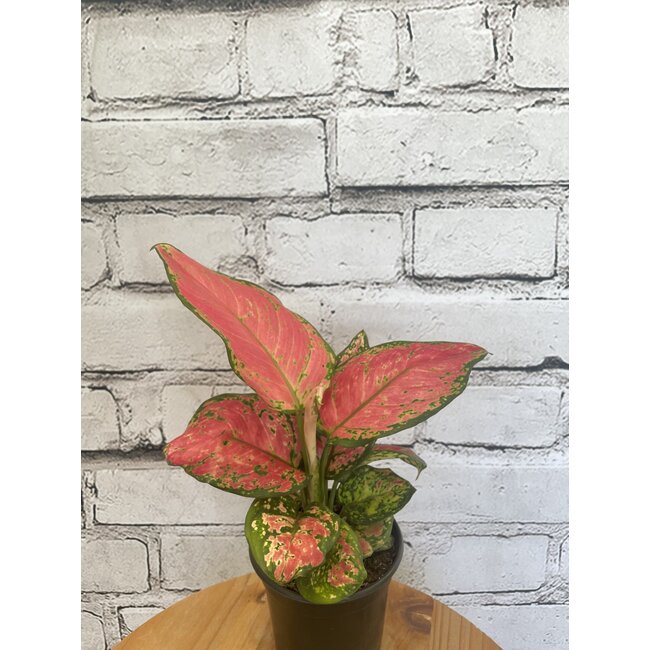 4" Aglaonema Maria