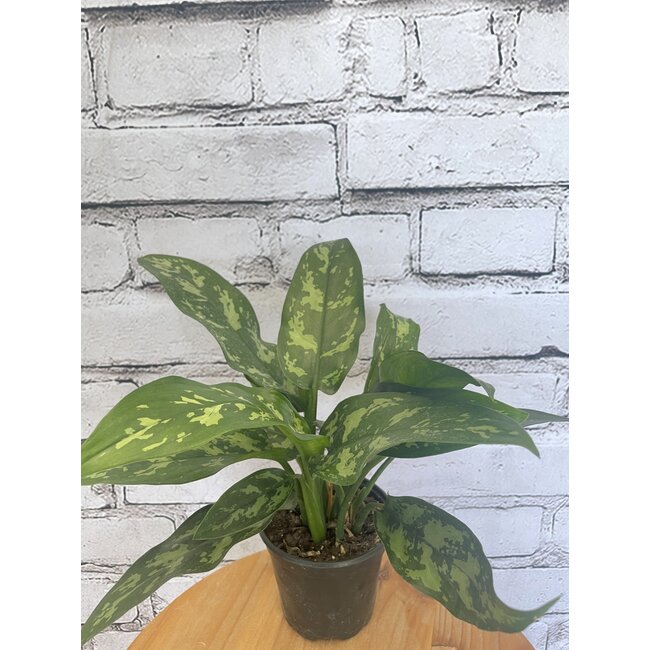 4" Aglaonema Maria