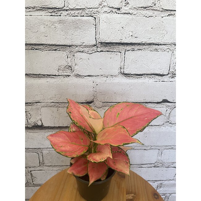 4" Aglaonema Maria