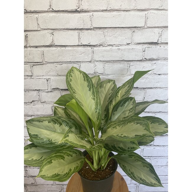 Aglaonema Silver Bay