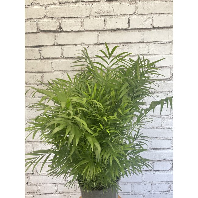 Neanthe Bella Palm