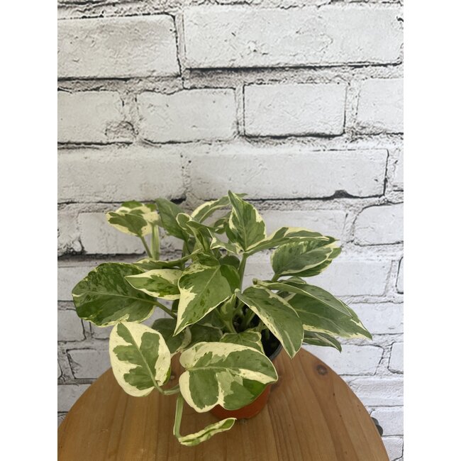 4" Pothos Pearls & Jade