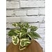 4" Pothos Pearls & Jade