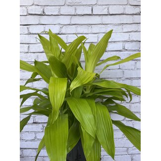 10" Dracaena Limelight