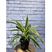 Dracaena Warneckii Lemon Lime