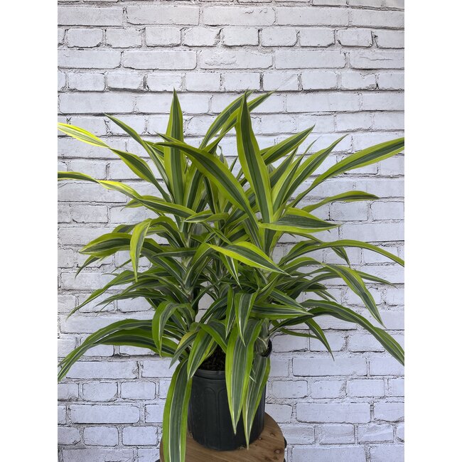 Dracaena Warneckii Lemon Lime