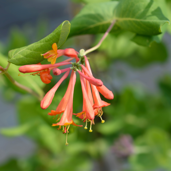 Honeysuckle - Dropmore Scarlett 2 Gal