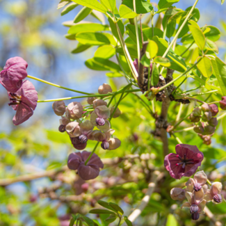 Akebia - Chocolate Vine 1 Gal