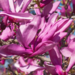 Magnolia - Ann 5 Gal