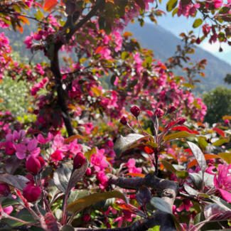 Crabapple - Profusion 250cm 15 Gal