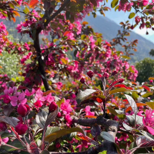 Crabapple - Profusion 250cm 15 Gal