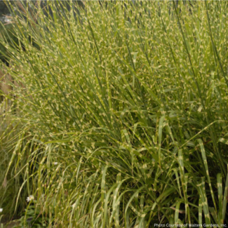 Miscanthus - Strictus