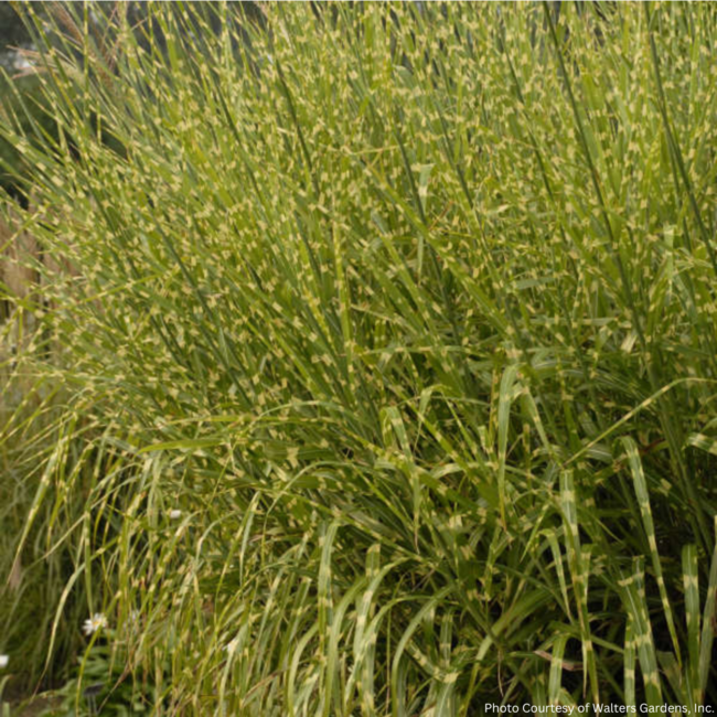 Miscanthus - Strictus