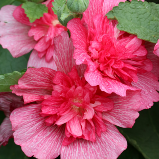 Rose of Sharon Hibiscus - Lucy Std. 7 Gal