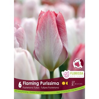 Tulip - Flaming Purissima