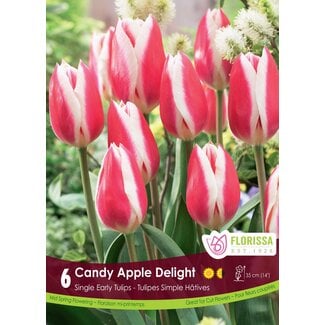 Tulip - Candy Apple Delight