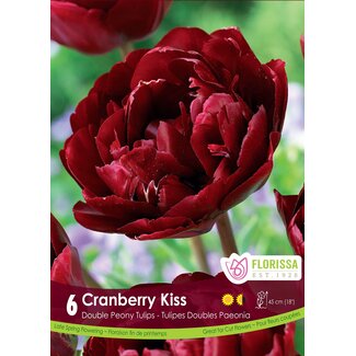 Tulip - Dbl Peony Cranberry Kiss