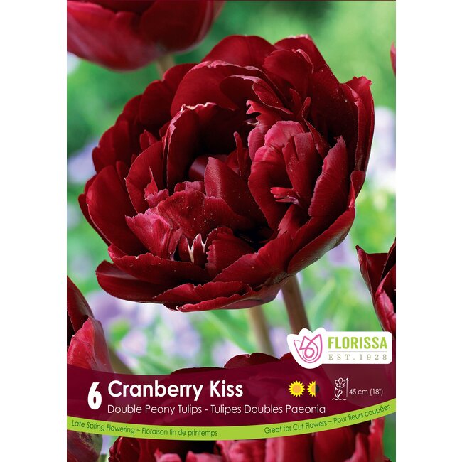 Tulip - Dbl Peony Cranberry Kiss