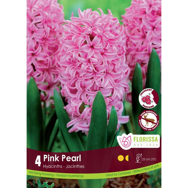Hyacinth - Pink Pearl