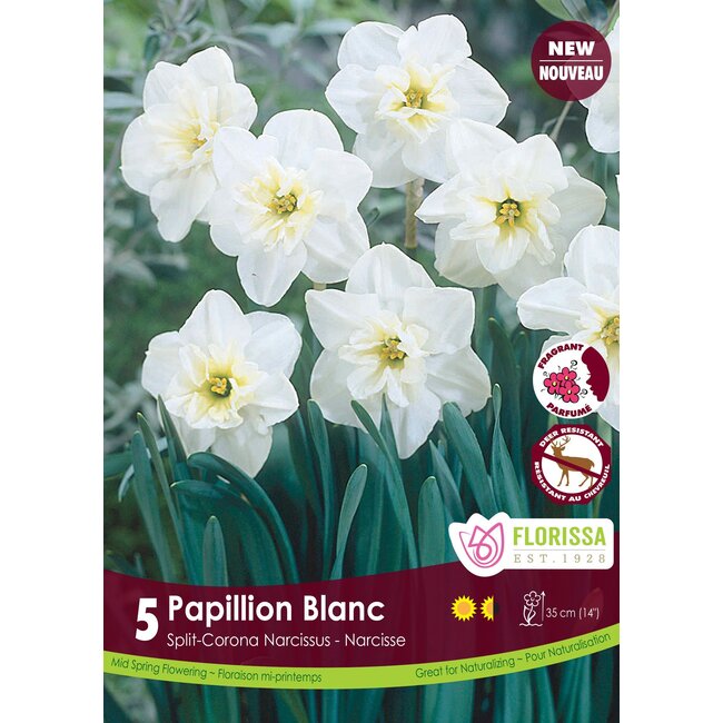 Narcissus - Papillion Blanc
