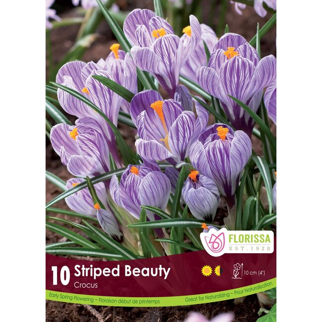 Crocus - Striped Beauty