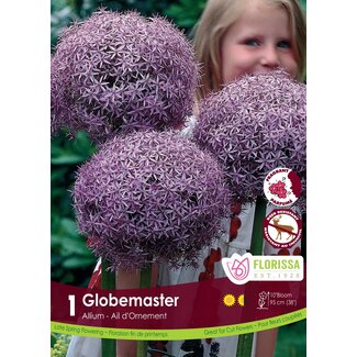 Allium - Globemaster