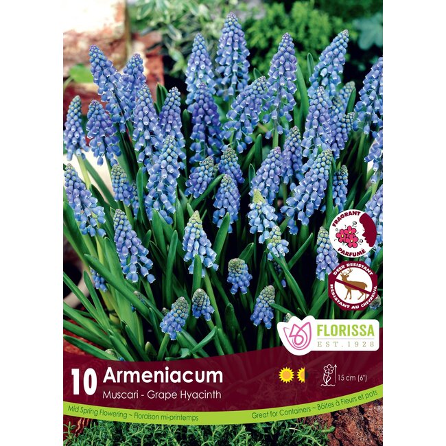 Muscari - Armeniacum