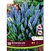 Muscari - Armeniacum