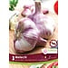 Garlic - Metechi