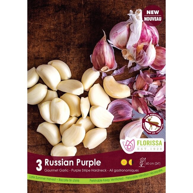 Garlic - Russian Purple